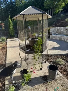 birdcage being prepared for a transformation into a planter
