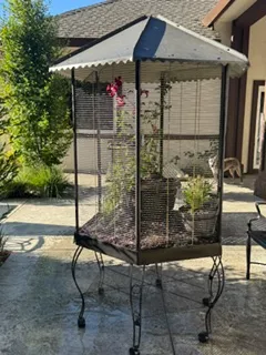birdcage spray painted and being planted
