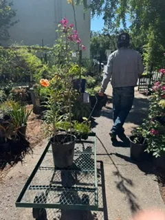 back view of a person pulling a cart carrying a birdcage