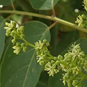 Key-of-Heaven plant