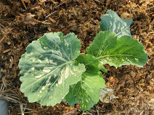 Fertilizer burn on cabbage leaves