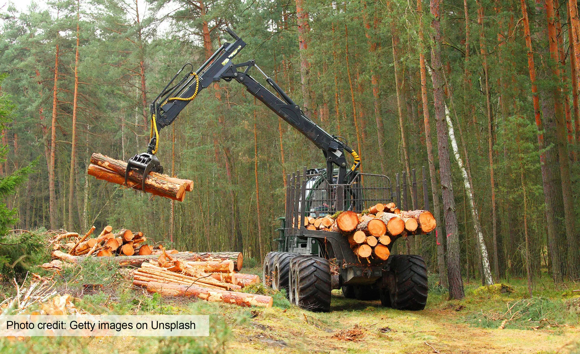 A log grapple picks up 4 logs from a pile in a forest and prepares to stack them on the back of a truck