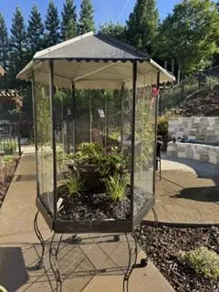 birdcage as a planter in the final stage