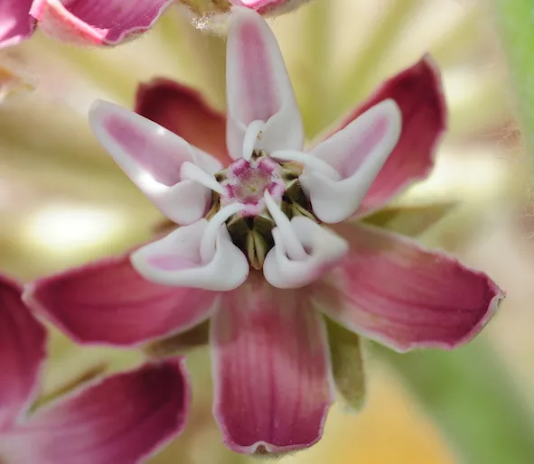 Close-up of reproductive parts of milkweed.