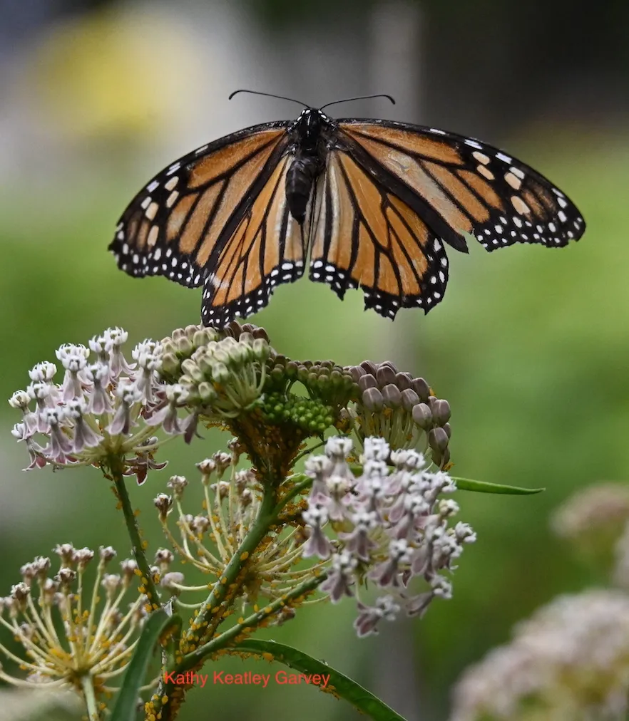 Monarch in flight in a Vacaville pollinator garden