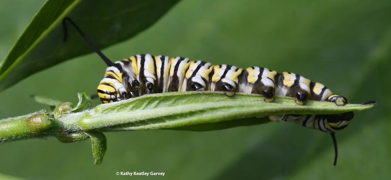 Monarch caterpillar (Photo by Kathy Keatley Garvey)
