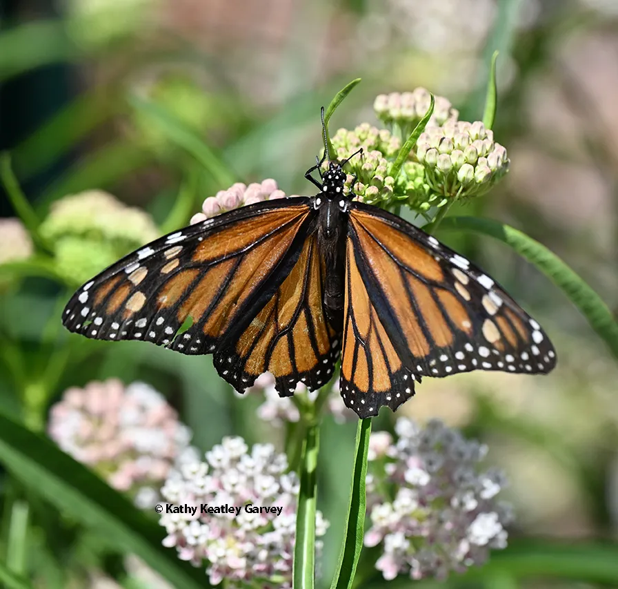 Monarch laying eggs on native milkweed in a Vacaville garden on July 2, 2026. (Photo by Kathy Keatley Garvey)