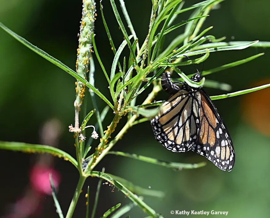 Monarch butterfly laying an egg on a narrowleaf milkweed in Vacaville, Calif.