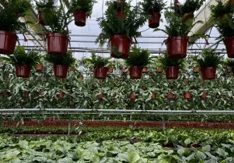 plants in nursery setting