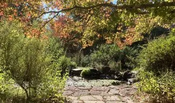 pond with rocks, ideal for lizards to bathe in the sun