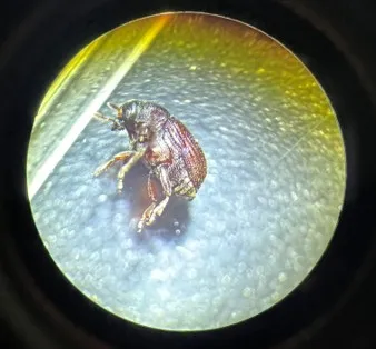 native seed weevil