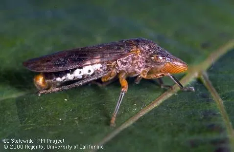 Adult female glassy-winged sharpshooter on leaf