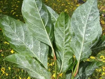 200-400 eggs in circles or semi-circular patterns on leaves deposited by an adult female whitefly