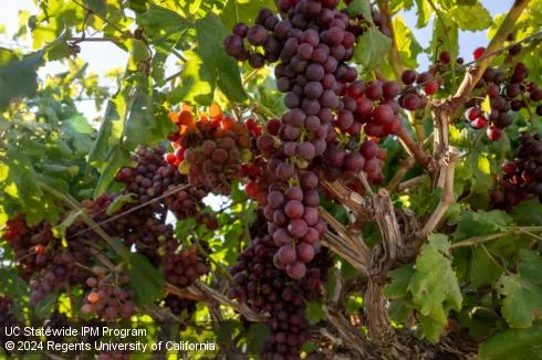 Grapevine with many clusters of red grapes