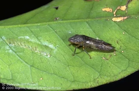Nearly invisible egg mass shown next to adult female glassy-winged sharpshooter