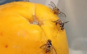 Adult Oriental Fruit Flies inserting ovidepositer into fruit