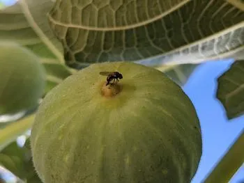 Black Fig Fly laying eggs inside a green fig
