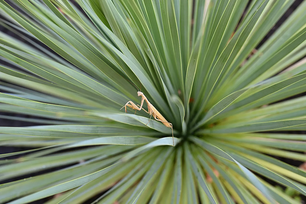 Mantis in a yucca