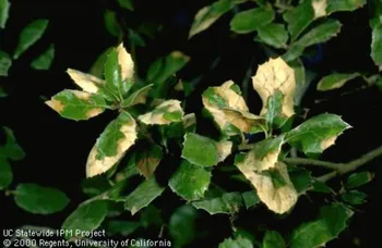 Coast live oak leaves with brown, scorched margins