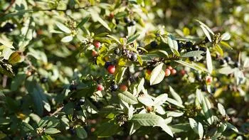 Coffeeberry leaves and berries