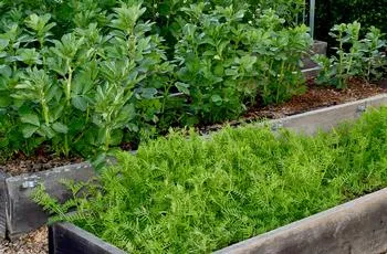 Cover crops of vetch and fava beans in No Dig raised beds