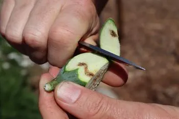 Damage inside a fig caused by the larva of the Black Fig Fly