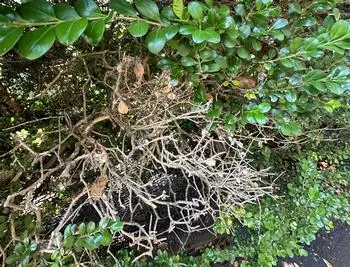 defoliation is a sign that the blight is taking hold on a boxwood hedge