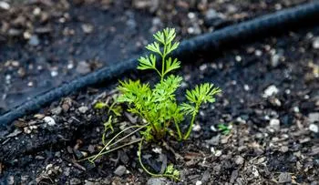 Drip irrigation around a seedling in the ground