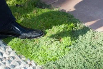 Elfin thyme and chamomile as a low-water lawn alternative
