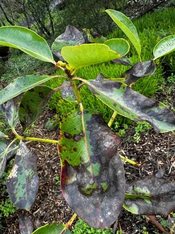 Foliar blight on Pacific madrone