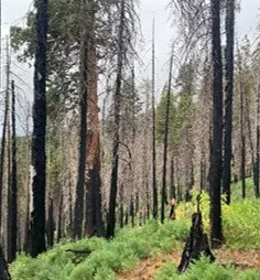 Burned giant sequoias surrounded by regeneration.