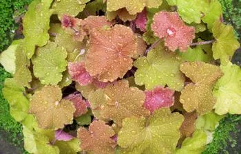 Huchera plant with green, yellow, and red leaves