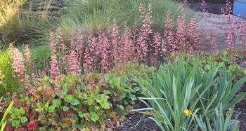 Huechera or Coral bells plants in bloom