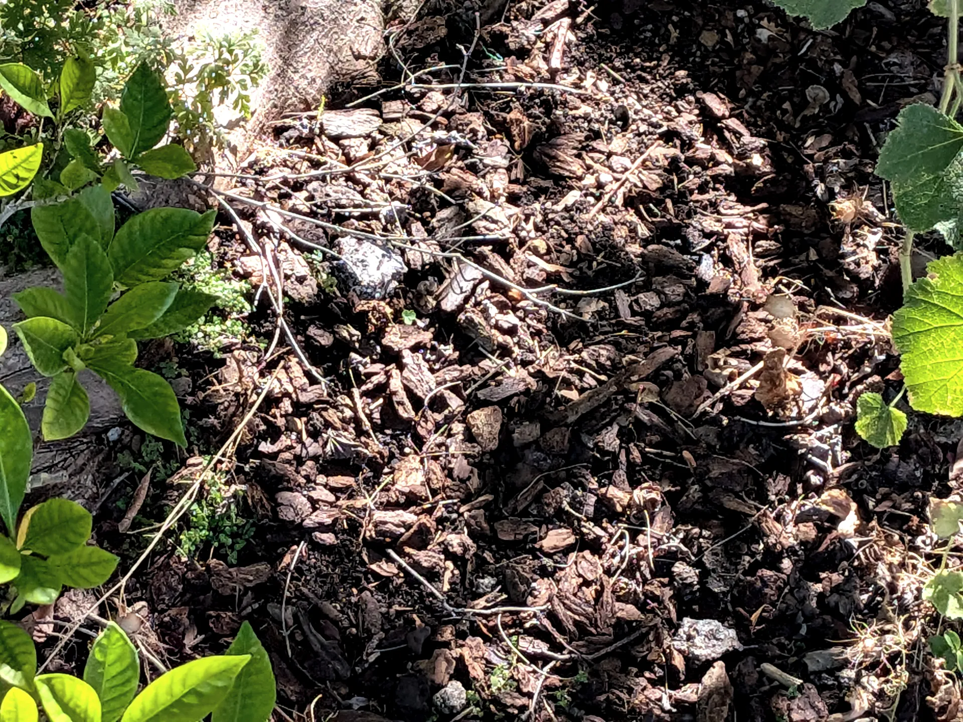 Mulch on garden soil