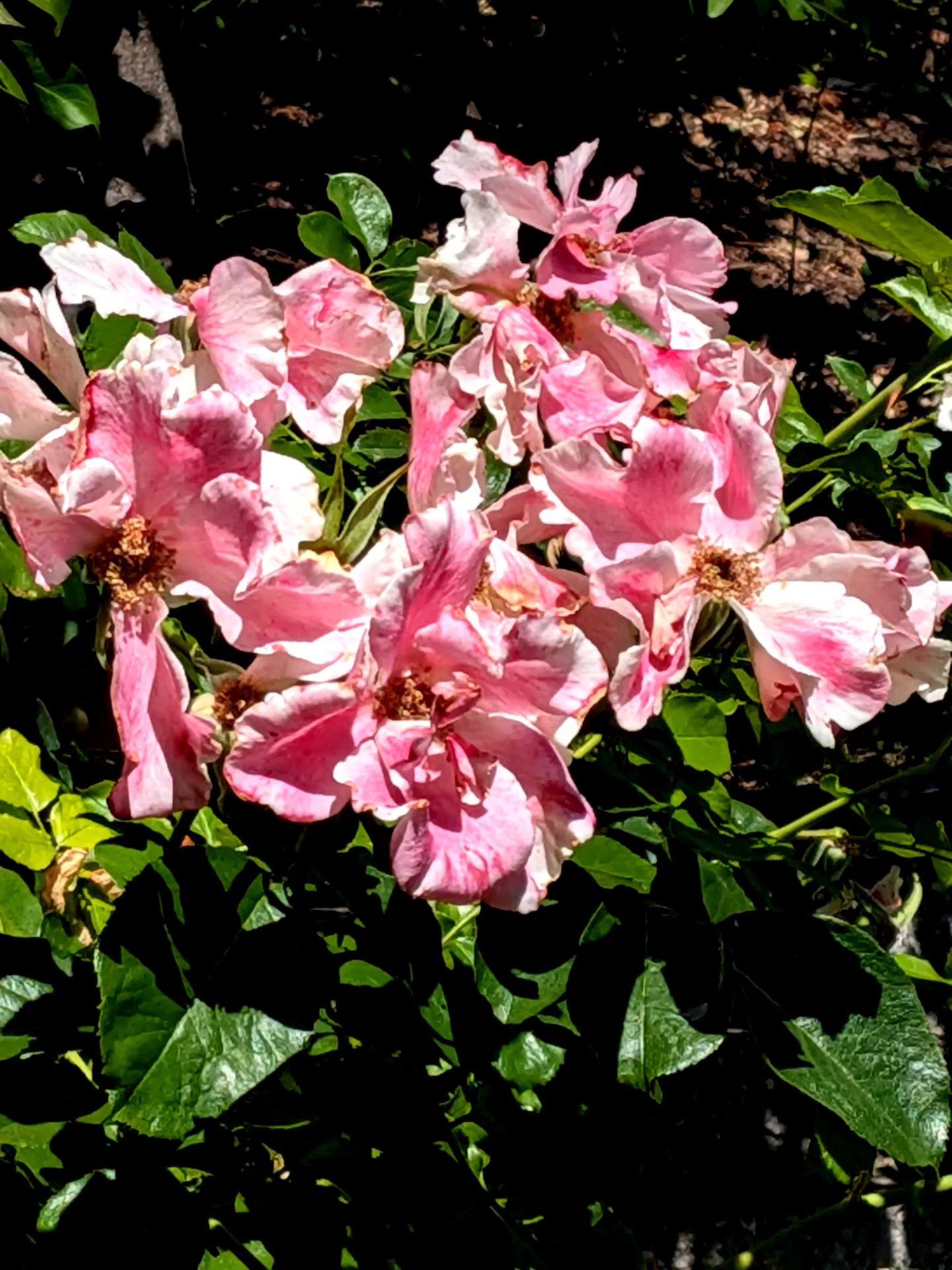 Fading flowers on a rose bush