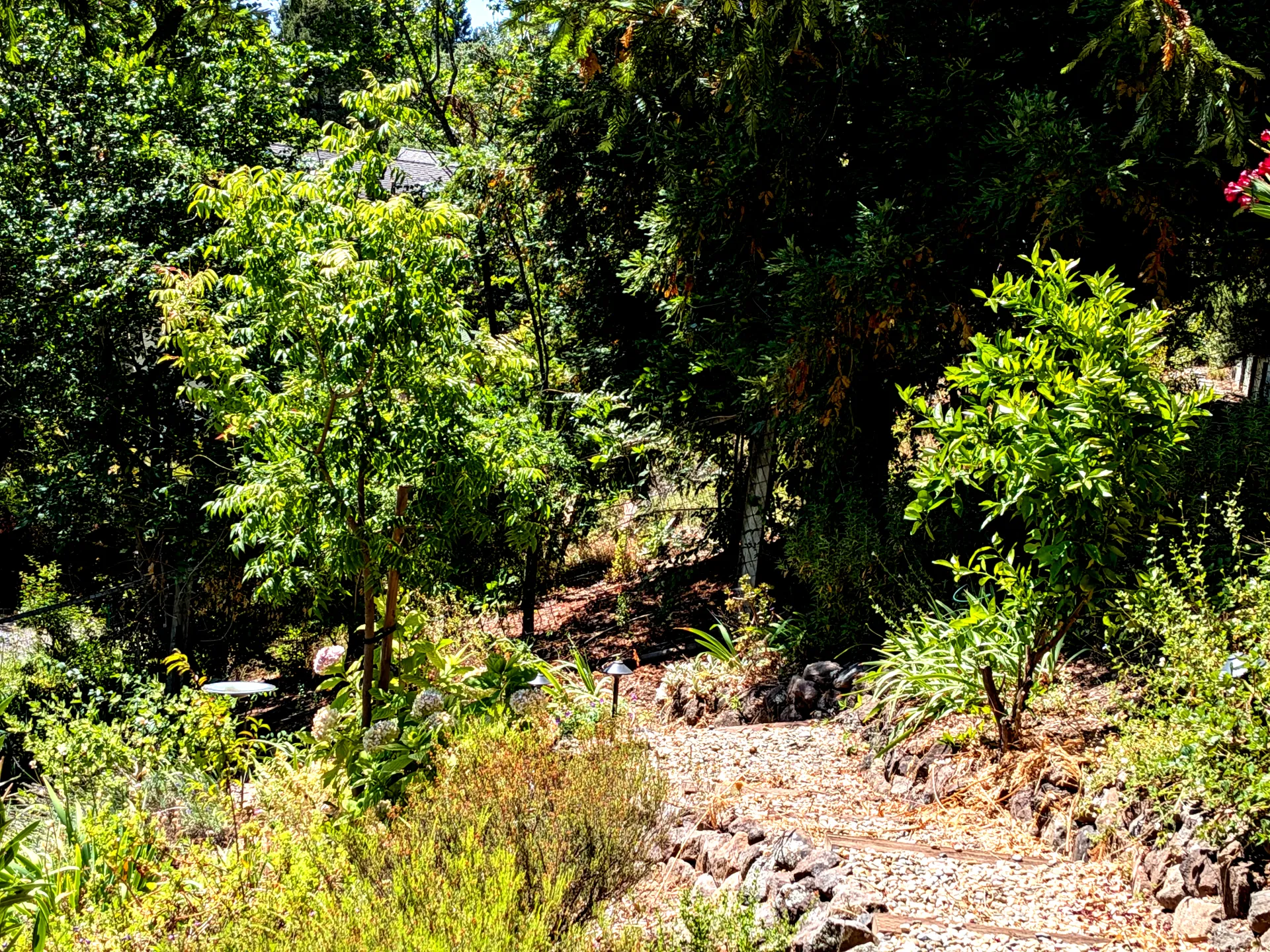 Multiple trees in a home garden
