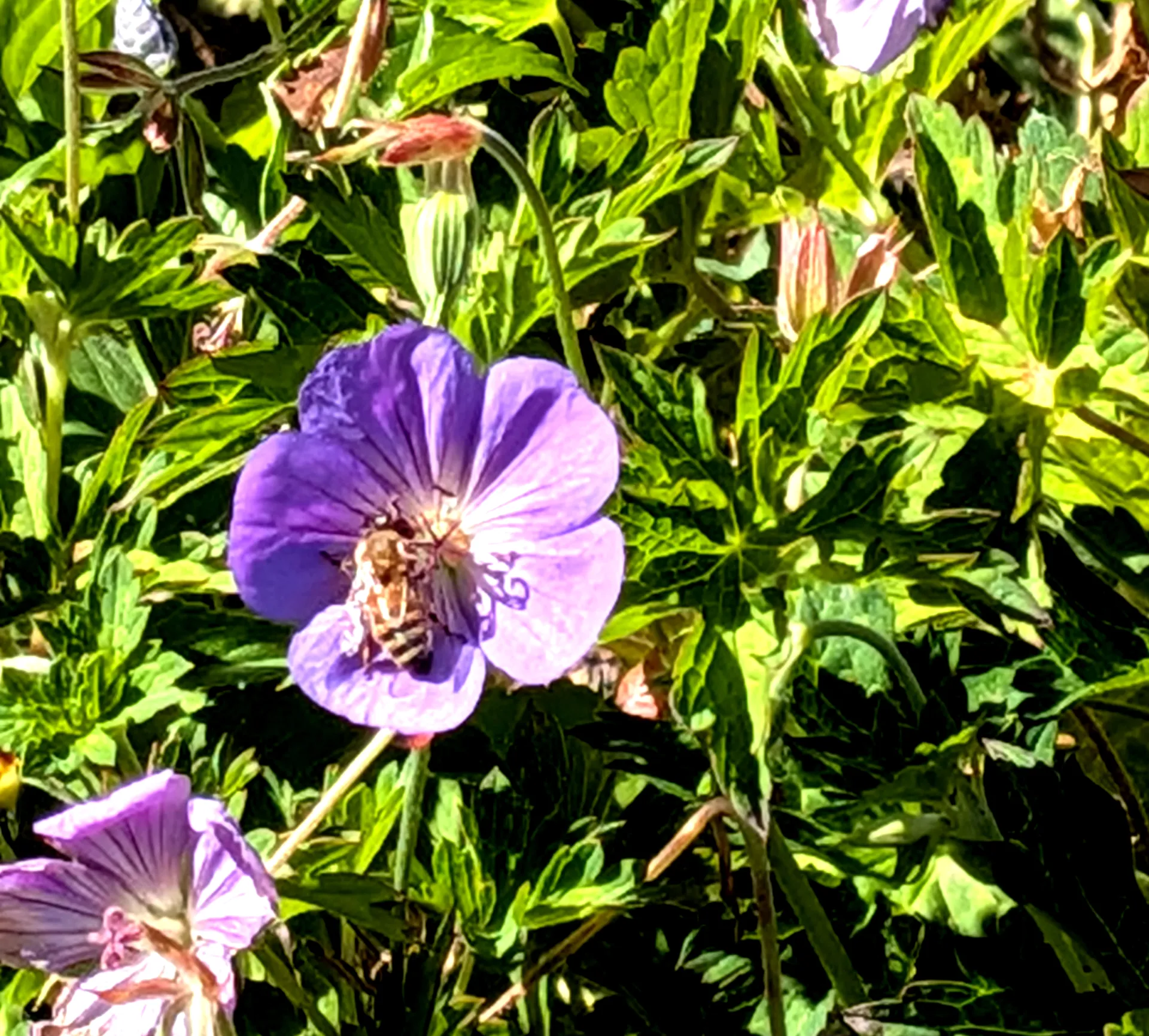 Summer flowers in bloom