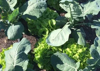 Intercropping lettuce with brassicas