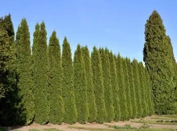 Italian cypress hedgerow