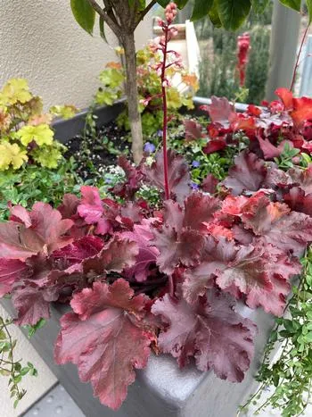 Purple-leafed Heuchera ‘Plum pudding’