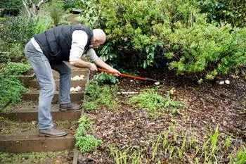 raking up dead leaves to avoid overwintering pests