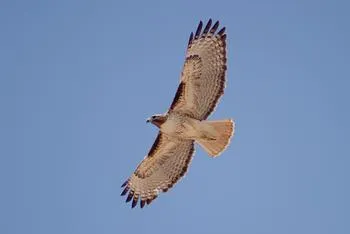 Red-tailed hawk gliding in the sky