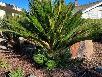 Sago palm tree