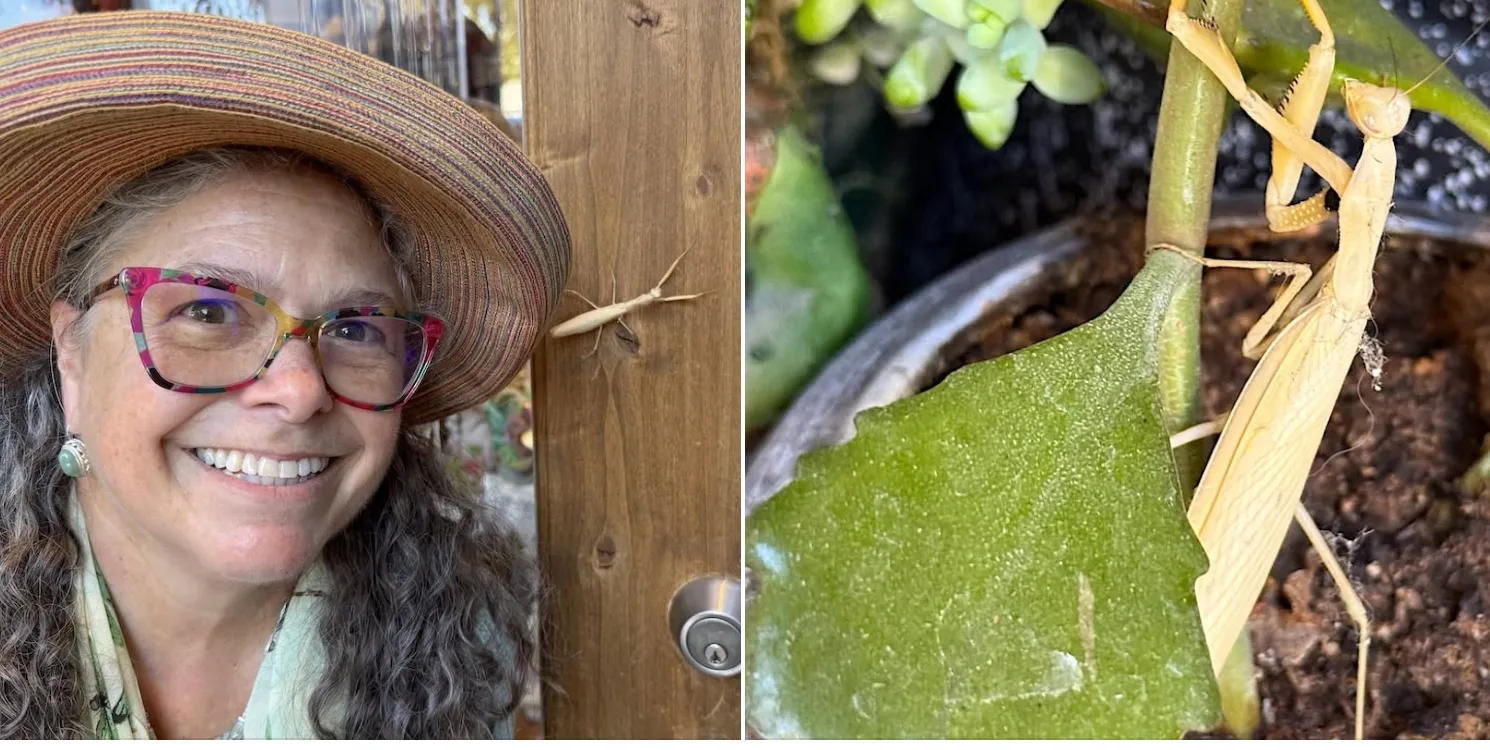 Jeanne Whitehouse and the mantis. (Photos by Kathy Keatley Garvey)