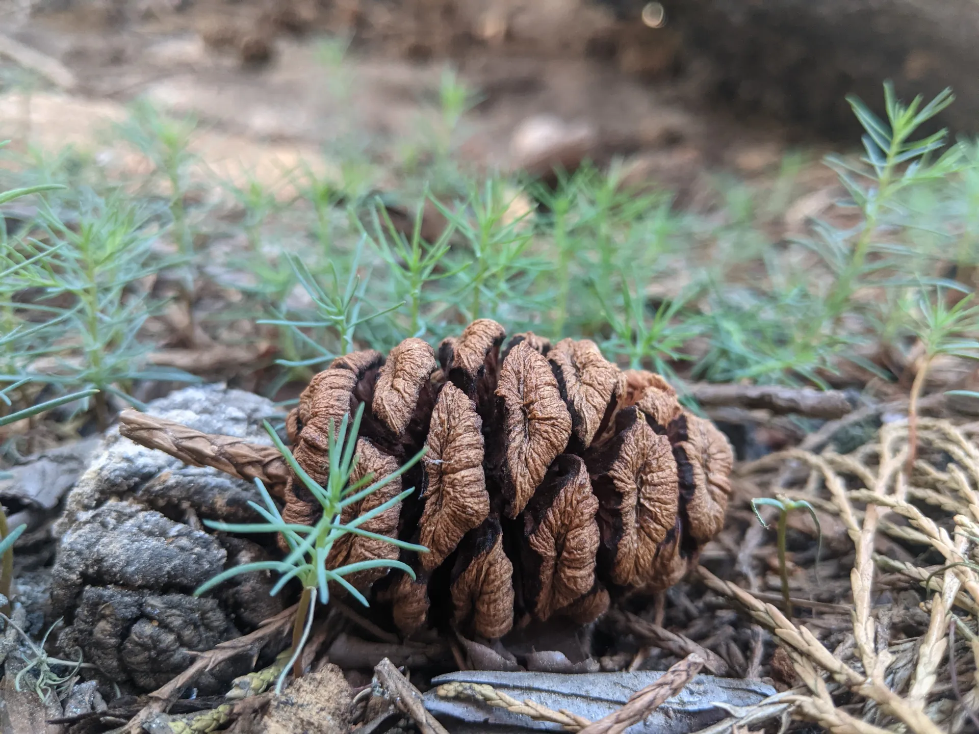 A sequoia cone on a forest floor.