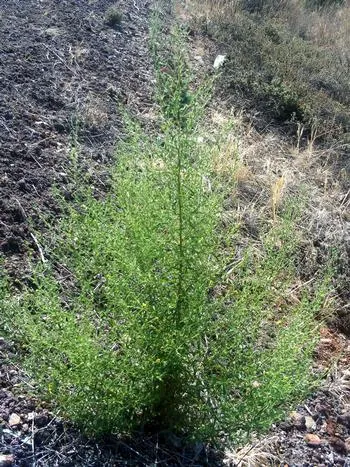 Stinkwort, an invasive weed
