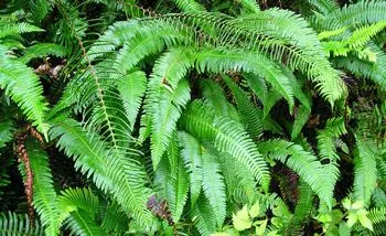 Western Sword Fern leaves