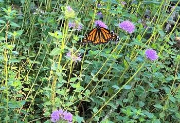 a monarch butterfly feeding on native plants