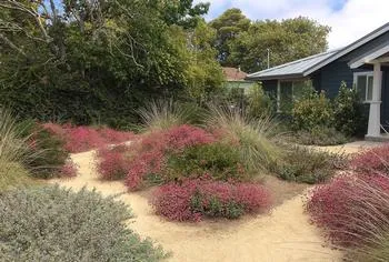 a quail-friendly garden features buckwheat, Ceanothus, and sage for cover and taller trees for roosting