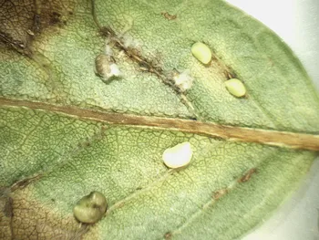 galls forming along the lateral veins on the underside of a leaf